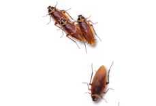 Cockroaches on Desktop() V1.1 ɫ
